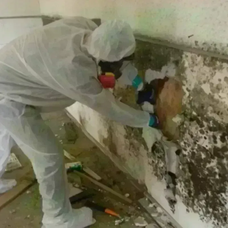 Mold Remediation and Removal in Callahan County, TX